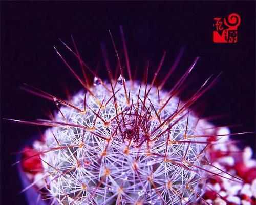 什么花寓意寡妇的意思？了解花卉文化背后的含义是什么？