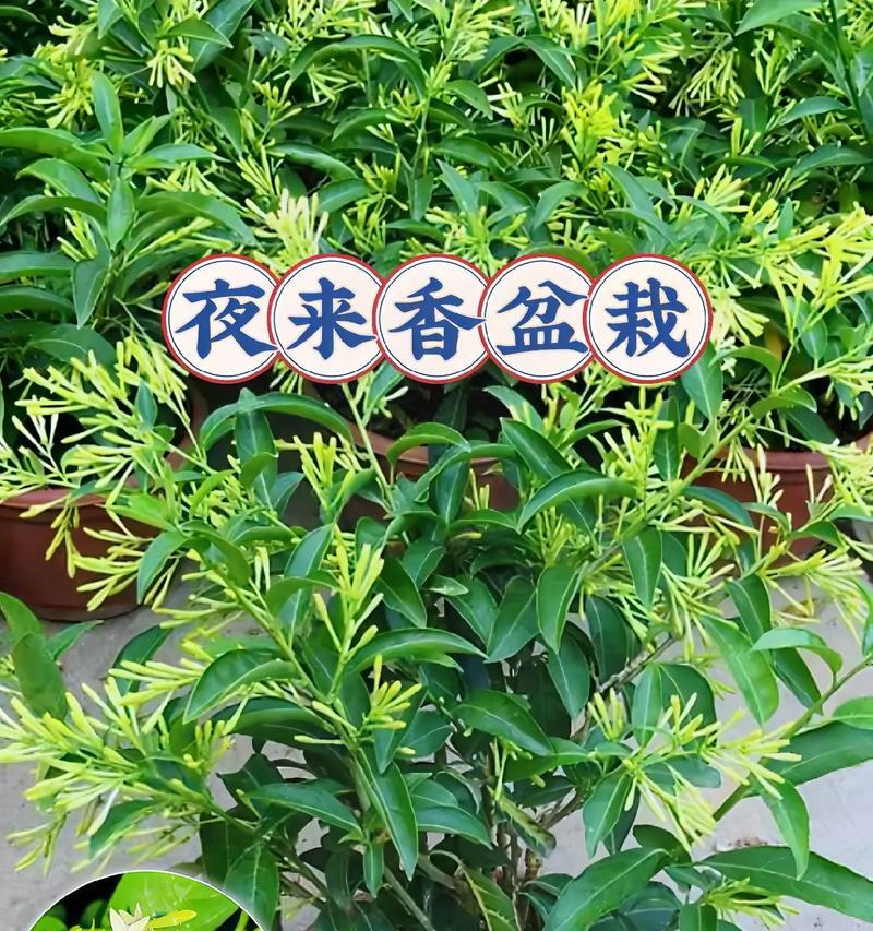 夜来香的花语是什么？如何用夜来香表达情感？