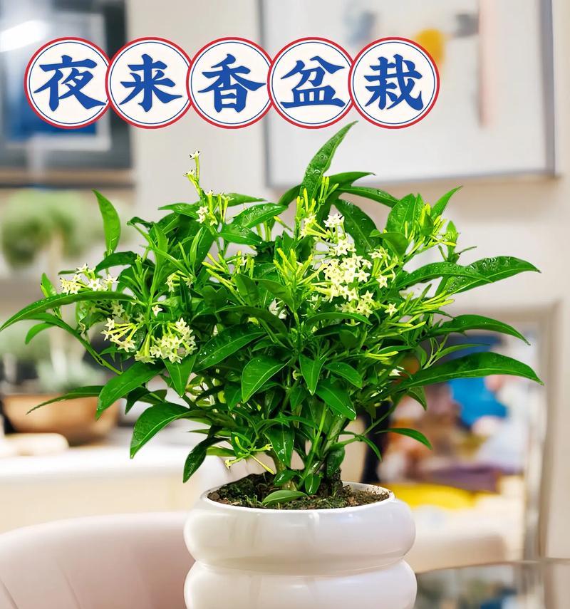 夜来香的花语是什么？如何用夜来香表达情感？