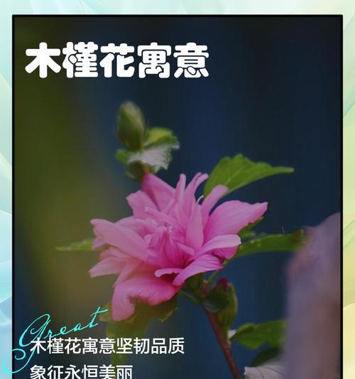 木槿花花语是什么？了解木槿花的象征意义和文化背景？
