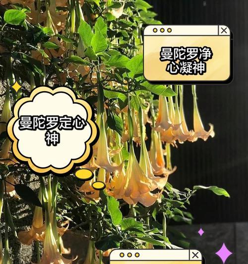 花罗的寓意和象征是什么？如何理解花罗的深层含义？