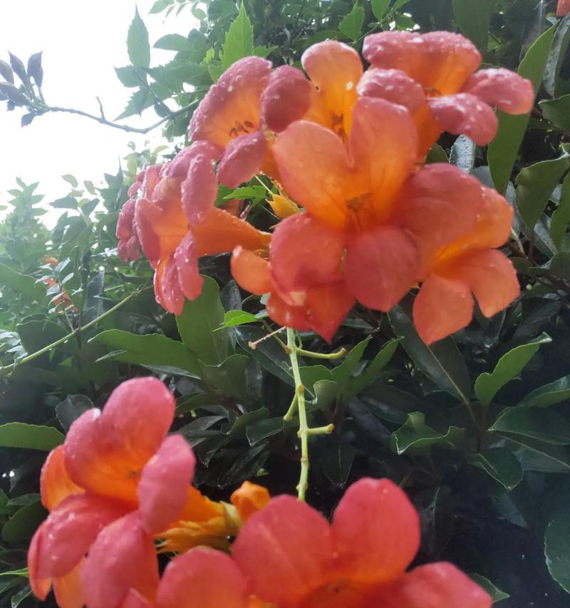 象征高洁母爱的花是什么花？如何表达对母亲的敬爱？