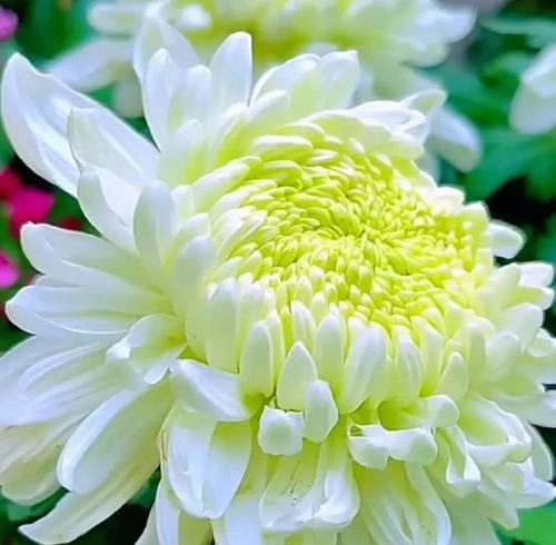 象征高洁母爱的花是什么花？如何表达对母亲的敬爱？
