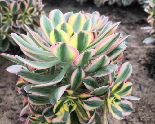 洋芋头植物花语是什么？了解其象征意义及文化背景？