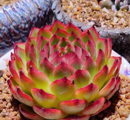 洋芋头植物花语是什么？了解其象征意义及文化背景？