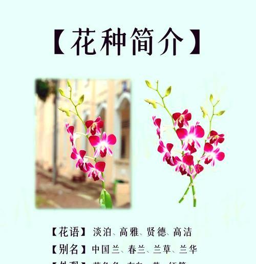 古诗中象征高洁的花是什么？如何理解其文化含义？
