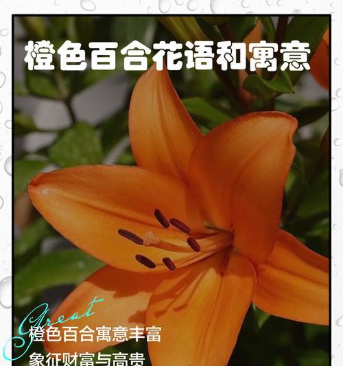 橙色玫瑰代表什么含义？花语解读与送花建议？