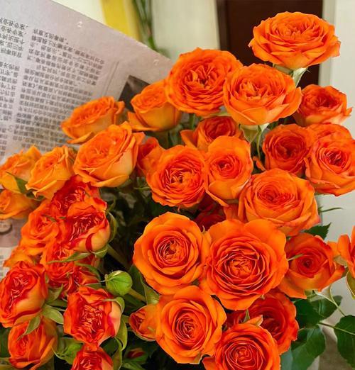 橙色玫瑰代表什么含义？花语解读与送花建议？