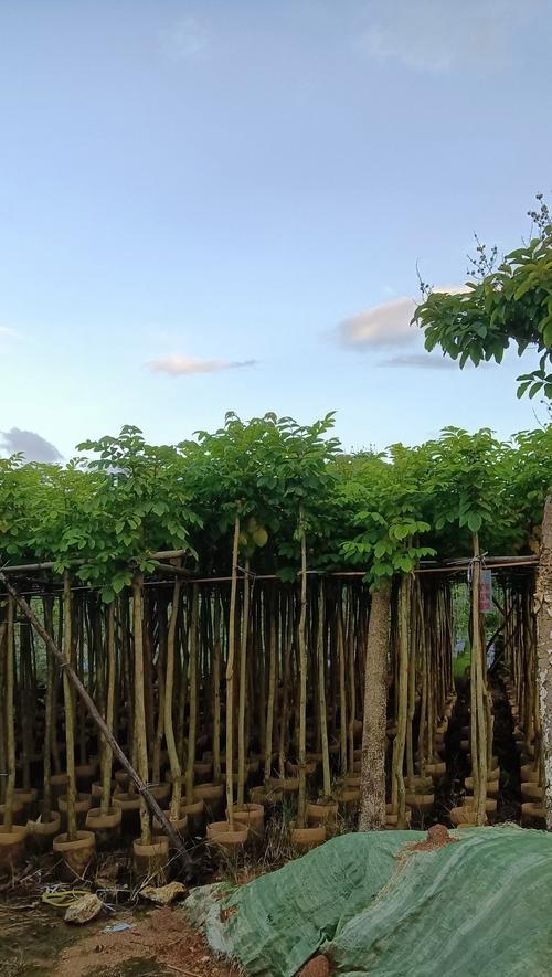 最近什么花的寓意火？如何选择寓意吉祥的花卉？
