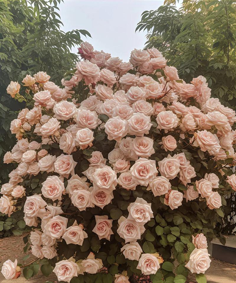 玫瑰点缀的花语是什么？如何用玫瑰点缀表达爱意？