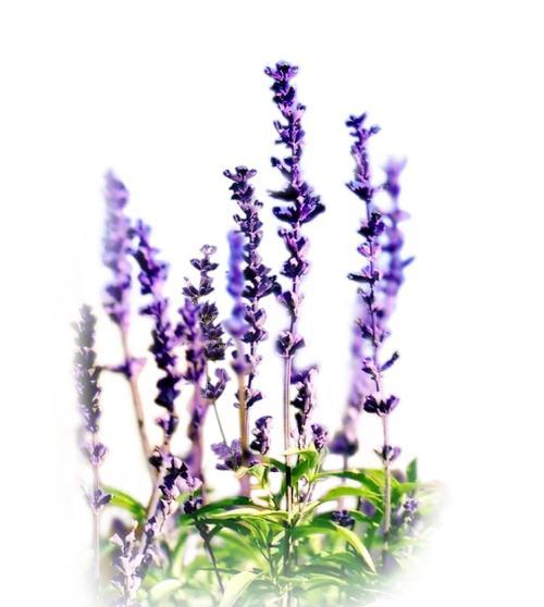 薰衣草的花语是什么？如何用它表达爱意？