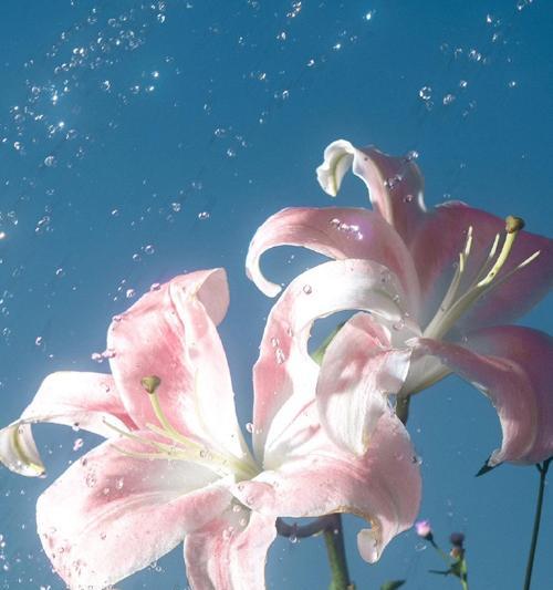 粉百合花语是什么？粉百合代表的含义有哪些？