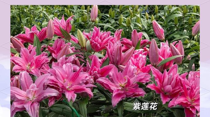 粉百合花语是什么？粉百合代表的含义有哪些？