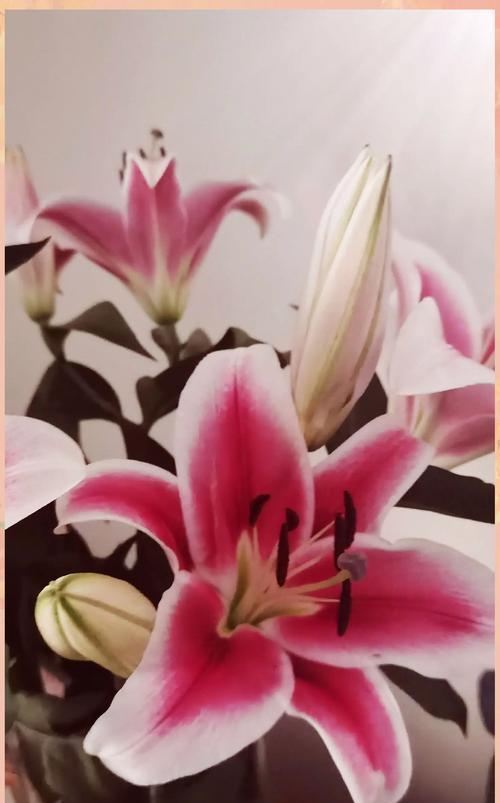 粉百合花语是什么？粉百合代表的含义有哪些？