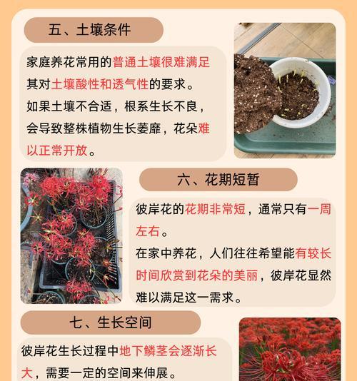 彼岸花的花语和寓意是什么？如何理解彼岸花的深层含义？