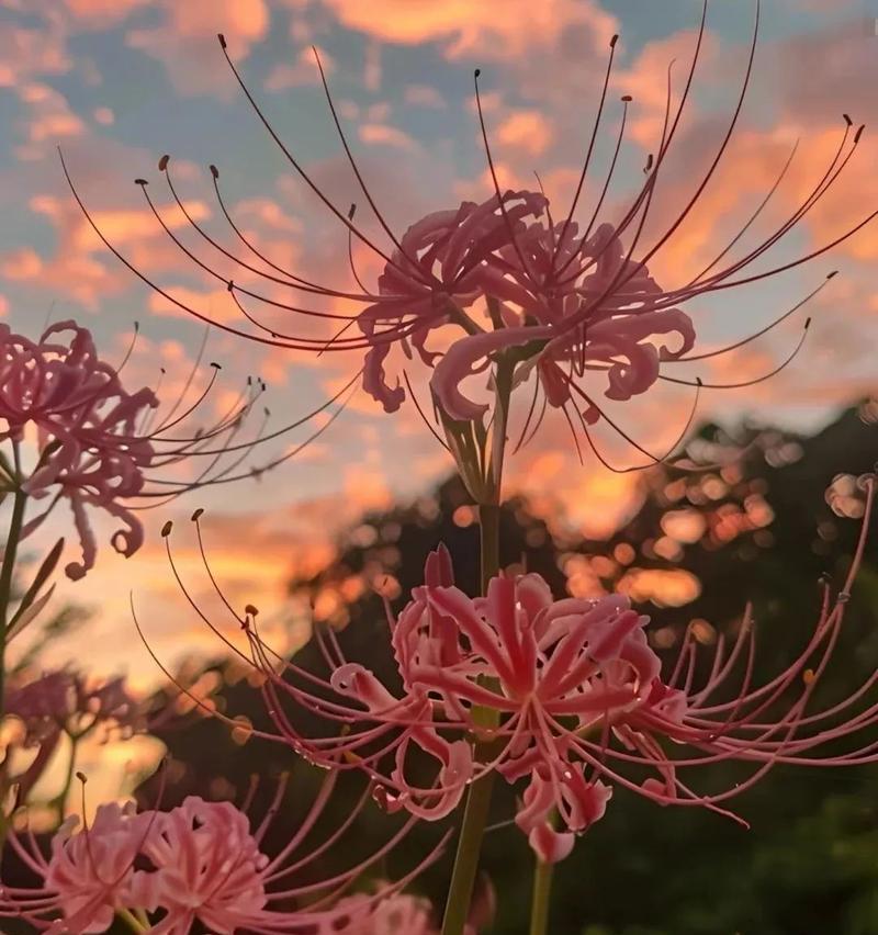 彼岸花的花语和寓意是什么？如何理解彼岸花的深层含义？