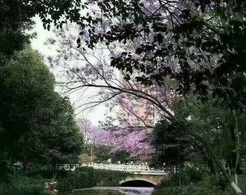 云花楹的寓意和象征是什么？如何在家居装饰中运用？