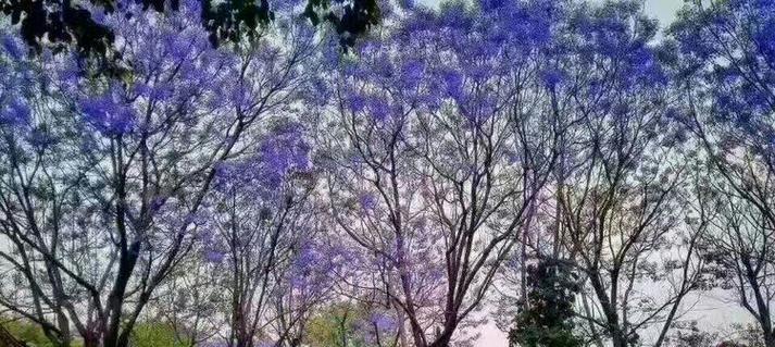 云花楹的寓意和象征是什么？如何在家居装饰中运用？