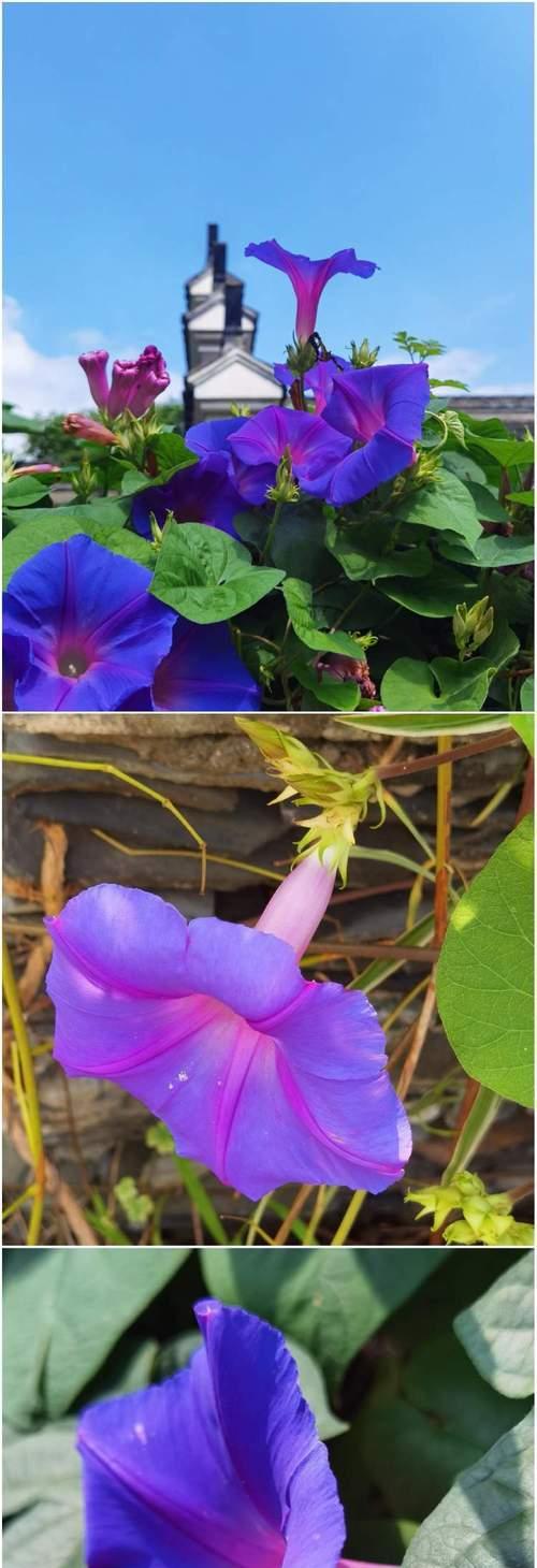 寻找爱情的花代表什么？哪种花寓意着爱情的寻找？