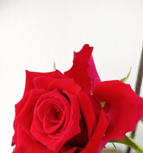 寻找爱情的花代表什么？哪种花寓意着爱情的寻找？