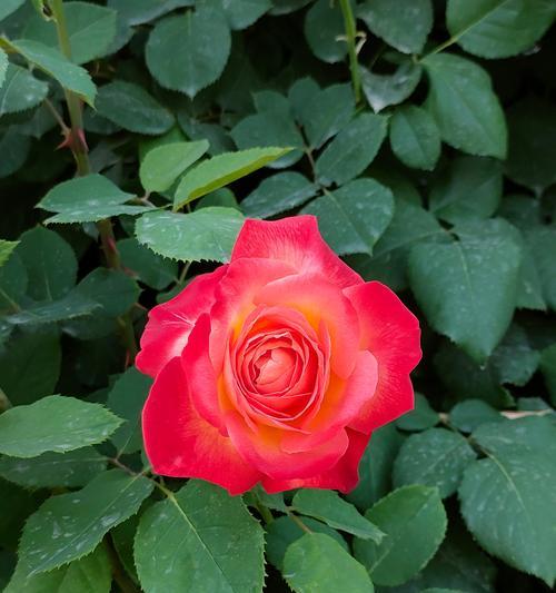 艳丽的花象征什么精神？如何通过花语表达情感？