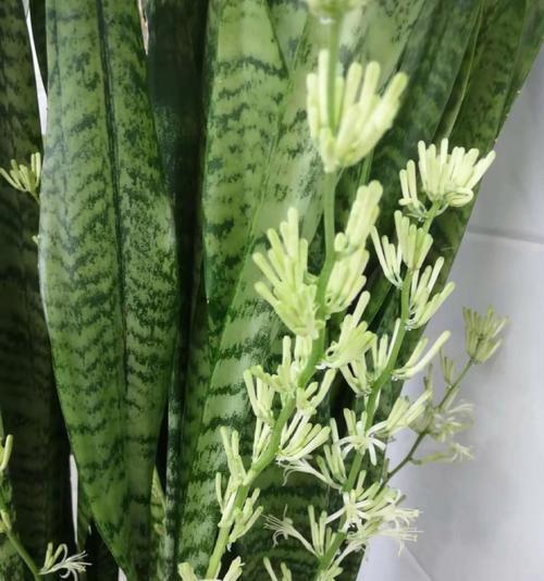 虎皮兰开花代表什么含义？常见问题有哪些？