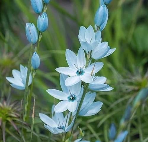 绿花代表的含义和象征是什么？如何正确解读绿色花卉的语言？