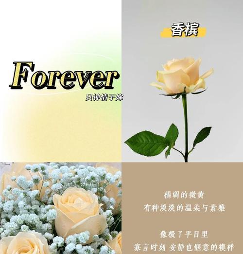 香槟花语代表什么含义？如何正确解读香槟花的花语？