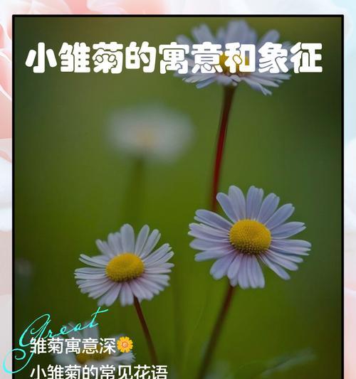 绿色雏菊花语是什么？如何正确解读绿色雏菊的含义？