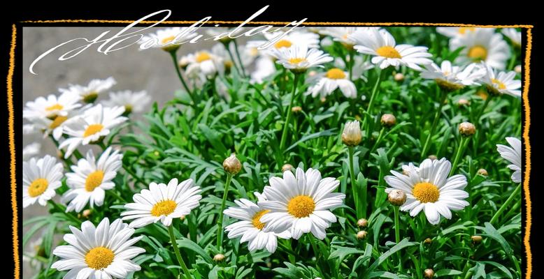 绿色雏菊花语是什么？如何正确解读绿色雏菊的含义？