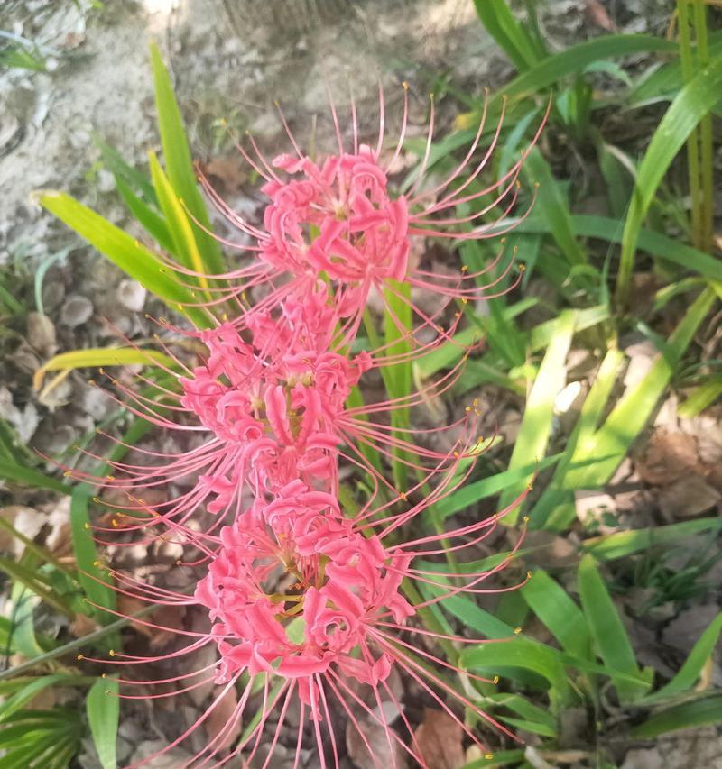什么花代表思念？花语中表达思念的花卉有哪些？