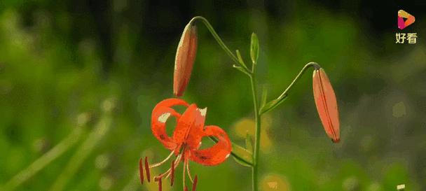 什么花代表思念？花语中表达思念的花卉有哪些？