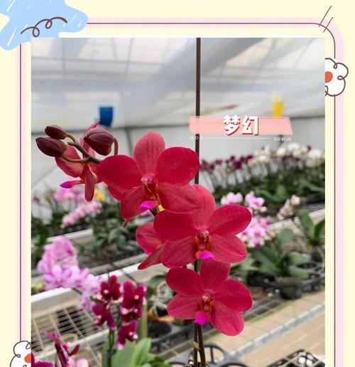 红色蝴蝶兰花语是什么？如何正确解读红色蝴蝶兰的含义？