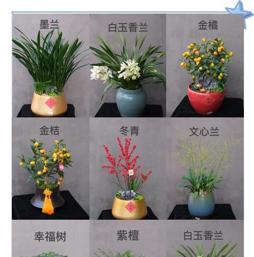 乔迁拿花的寓意和象征是什么？搬家时选择花卉有哪些讲究？