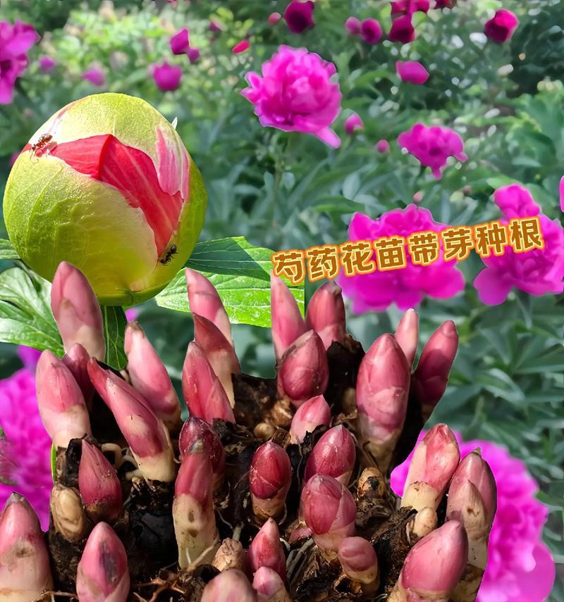 霸王花的花语象征意义是什么？霸王花代表了哪些美好寓意？