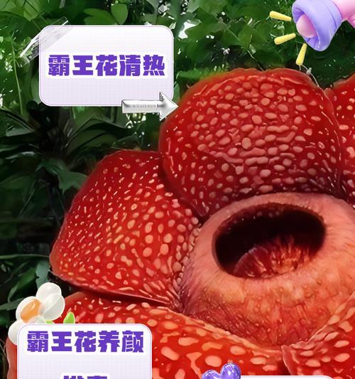 霸王花的花语象征意义是什么？霸王花代表了哪些美好寓意？