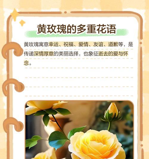法国玫瑰大花语是什么？如何解读其浪漫含义？