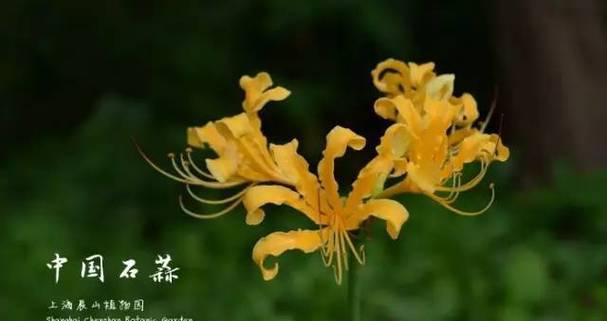 白露花象征着什么？白露花的寓意有哪些？