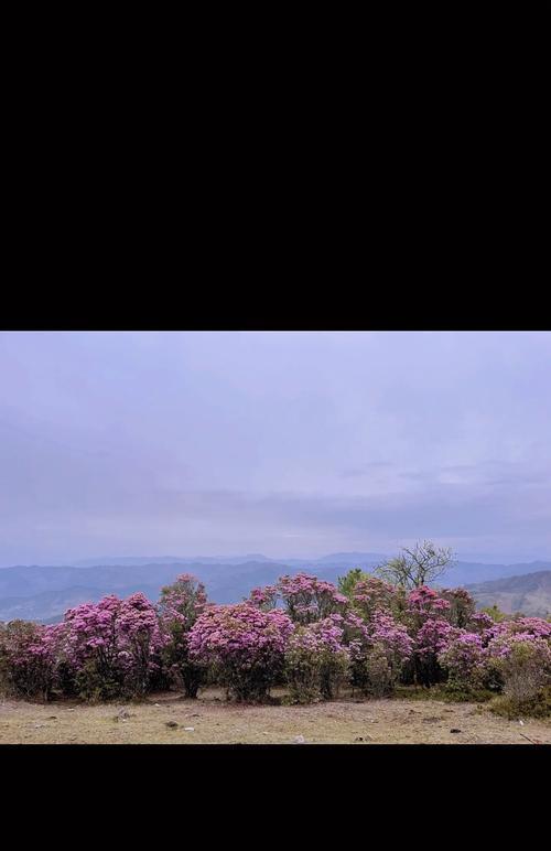 索玛花象征爱情吗？索玛花的花语和含义是什么？