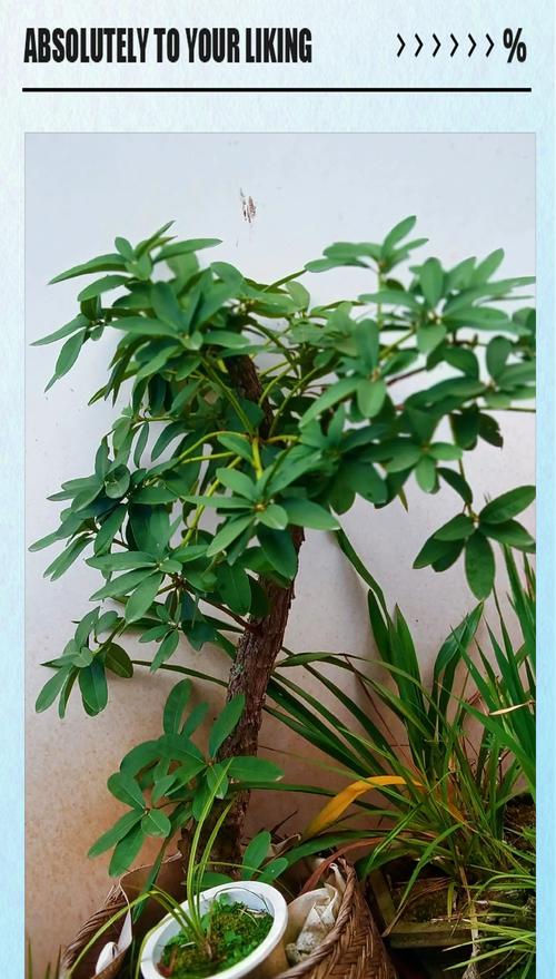 索玛花象征爱情吗？索玛花的花语和含义是什么？