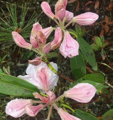 索玛花象征爱情吗？索玛花的花语和含义是什么？