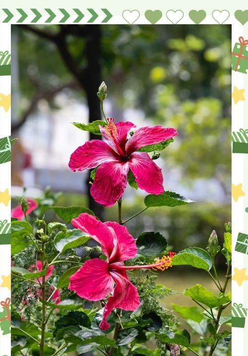 槿花代表什么？槿花的寓意和象征意义有哪些？