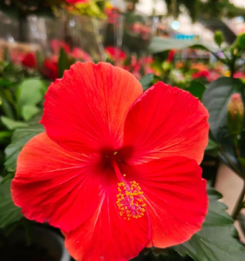 槿花代表什么？槿花的寓意和象征意义有哪些？