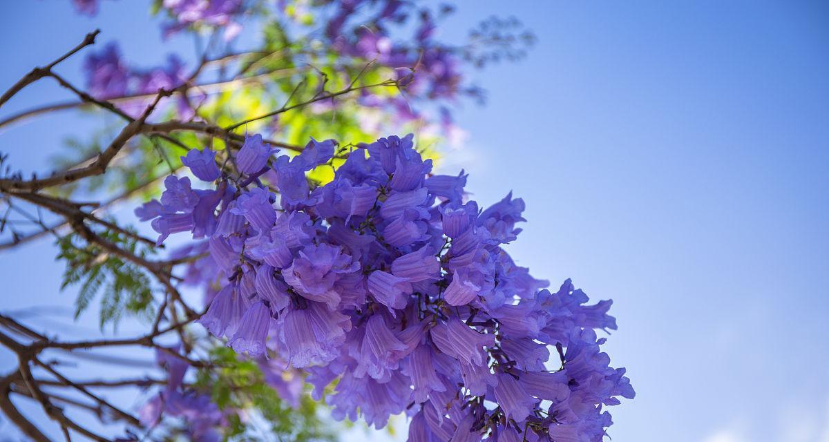 寓意蓝的花楹是什么花？花语和象征意义有哪些？