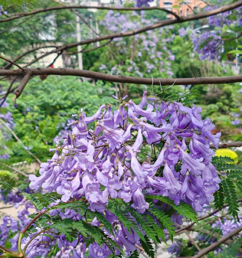 寓意蓝的花楹是什么花？花语和象征意义有哪些？
