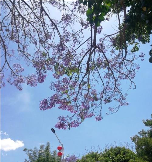 寓意蓝的花楹是什么花？花语和象征意义有哪些？