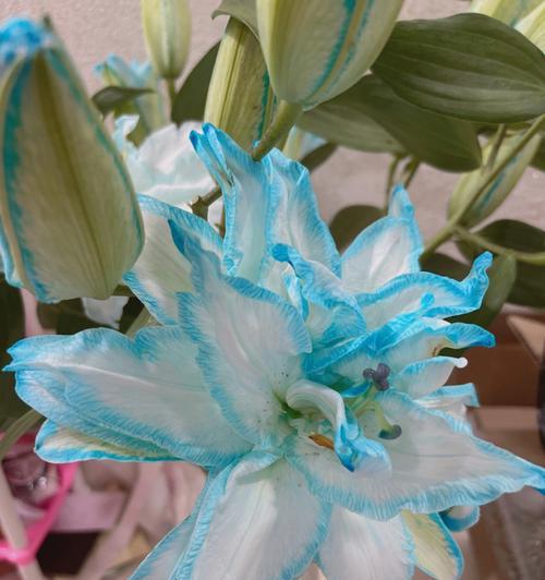 贵妃花语是什么花语呢？贵妃花的含义与象征是什么？