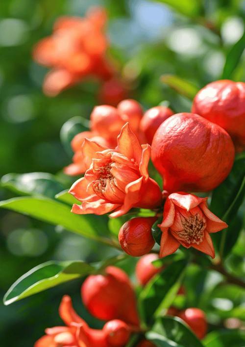 石榴树花象征着什么？石榴花语有哪些含义？