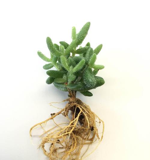 方方正正的花代表什么？它们的寓意和象征是什么？