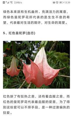 曼陀罗花象征着什么？它的含义有哪些常见误解？